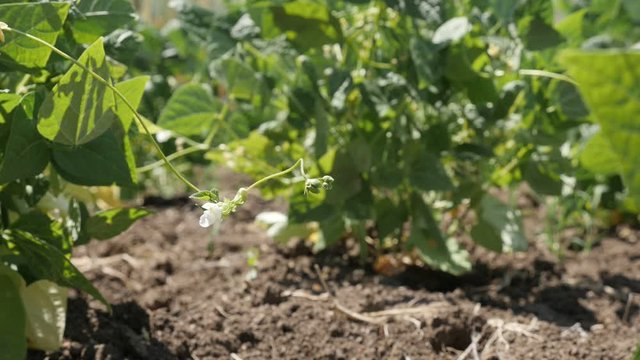 Organic plant of French bean in the garden slow motion footage