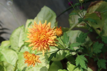 orange flower with bee