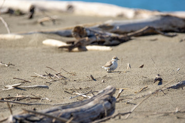 Italy Tuscany Maremma, on the beach towards Mouth of Ombrone, Calidris alba three-toed sandpiper, chick close-up view