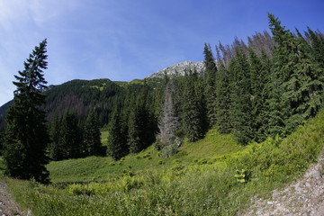 Fototapeta na wymiar Western Tatra Mountains in the summer