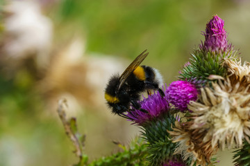 Bee collects nectar from a flower. Bumblebee summer eats pollen. Close-up.