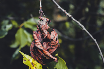 dry leaf on a tree