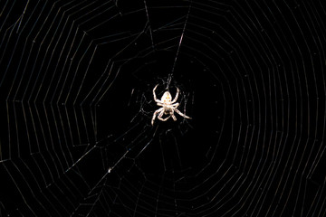 Spider on net, spider making net, spidernet
