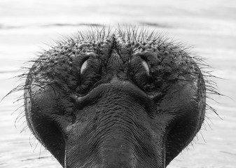 Hippo nose