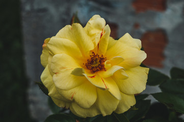 yellow rose