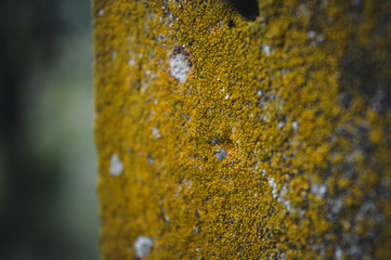 close up of a yellow lichen