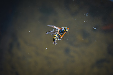 a dead wasp in the water