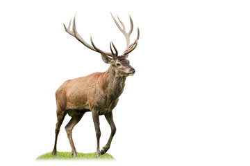 Naklejka na ściany i meble Majestic red deer, cervus elaphus, marching on glade from side view isolated on white background. Animal wildlife cut out on blank. Male mammal with brown fur and antlers walking.