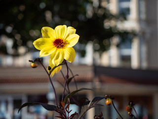 Bright yellow cosmos flower growing in a city centre flowerbed