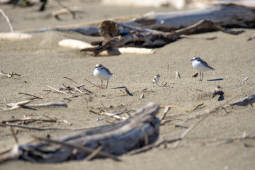 Italy Tuscany Maremma, on the beach towards Mouth of Ombrone, Calidris alba three-toed sandpiper, chick close-up view