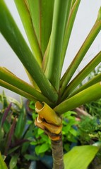 Obraz premium Green plant