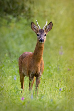 Roe deer, capreolus capreolus, standing on meadow in summertime nature. Wild roebuck looking to the camera from front. Brown mammal with antlers staring on wildflower field.