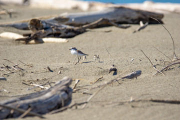 Italy Tuscany Maremma, on the beach towards Mouth of Ombrone, Calidris alba three-toed sandpiper, chick close-up view