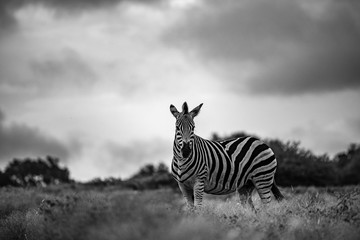 zebra posing monochrome