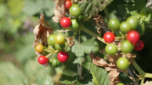 Colorful berries of black bryony on vines 4K close-up video