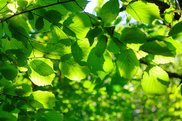 Green foliage in the sunlight . Fresh leaves on the branches