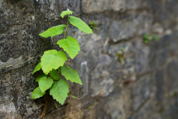A fragment of a stone wall made of rough hewn stone with a plant sprouting from it.