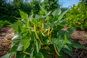 bean plant close up in the garden