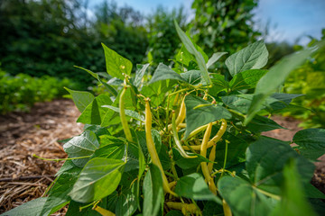 bean plant close up in the garden