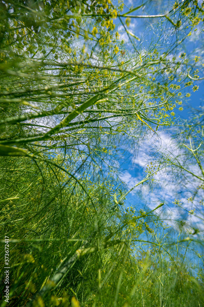 Wall mural florence fennel - foeniculum vulgare in the garden