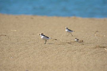 Italy Tuscany Maremma, on the beach towards Mouth of Ombrone, Calidris alba three-toed sandpiper, chick close-up view