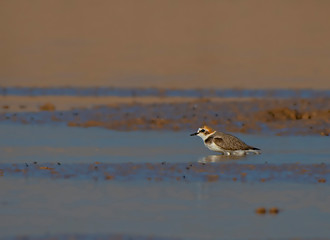 The Kentish plover is a small cosmopolitan shorebird of the family Charadriidae that breeds on the...