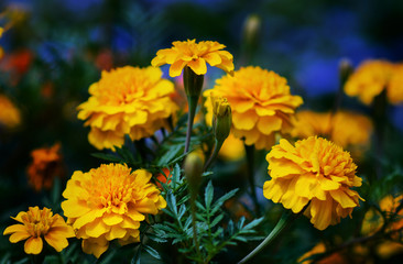 Yellow marigolds close-up. Floral background (Tagetes erecta, Mexican marigolds, Aztec marigolds, African marigolds).