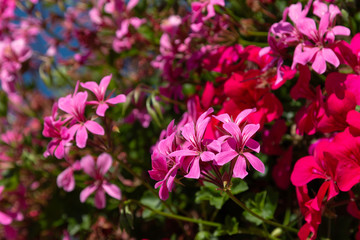 Fototapeta na wymiar Flowering phlox on a sunny day.