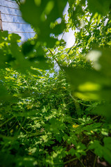 Bitter melon (Momordica charantia) plant growing on vertical trellis