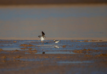 The little ringed plover is a small plover. The genus name Charadrius is a Late Latin word for a...