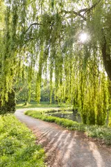 Acrylglasbilder Trauerweide mit Sonnenschein © Christian Schwier