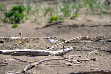 Italy Tuscany Maremma, on the beach towards Mouth of Ombrone, Calidris alba three-toed sandpiper, chick close-up view