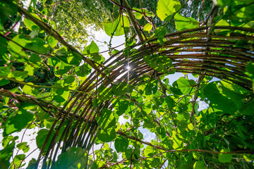 Basella alba malabar spinach growing on