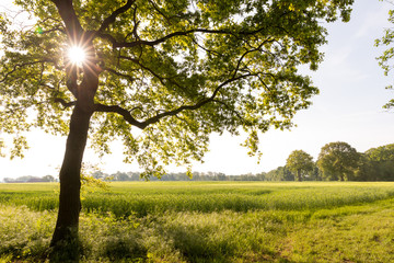 Baum mit lichtdurchfluteten Sonnenstrahlen