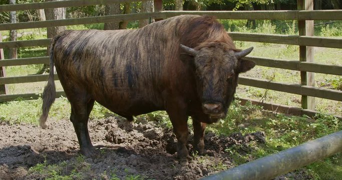 Zubron - hybrid of domestic cattle and european bison