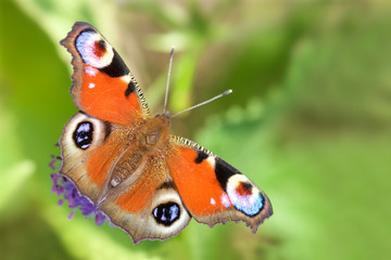 Fototapeta na wymiar butterfly on a flower