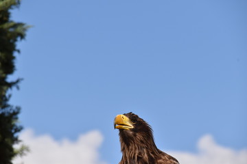 Seeadler von unten fotografiert mit Wolken und Himmel als Hintergrund. 