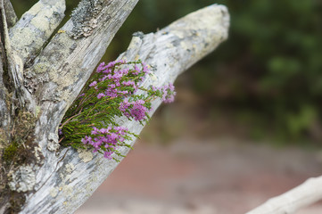 Beautiful bouquet of heather flowers on the weathered dry tree trunk
