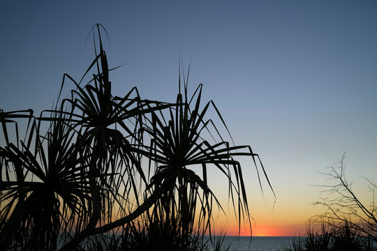 Silhouette Pandanus spiralis at sunset against the ocean