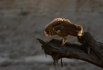 The barn owl is the most widely distributed species of owl in the world and one of the most...