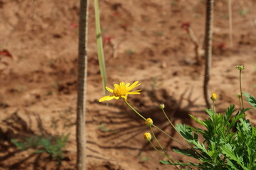 wild flowers in the grass