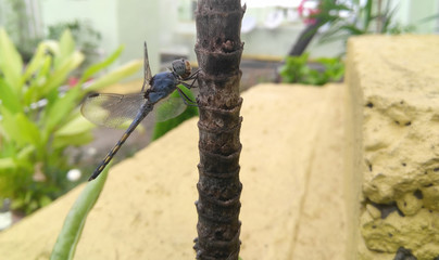 dragonfly on a branch