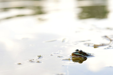 marsh frog (Pelophylax ridibundus) in a lake