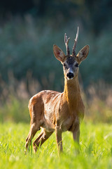Vital roe deer, capreolus capreolus, buck standing on meadow in summer from front view in vertical composition. Impressive animal looking to the camera on grassland at sunset.