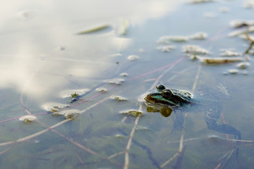 marsh frog (Pelophylax ridibundus) in a lake