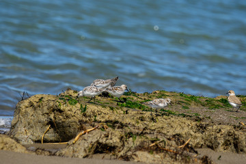 Italy Tuscany Maremma, on the beach towards Mouth of Ombrone, Calidris alba three-toed sandpiper, chick close-up view