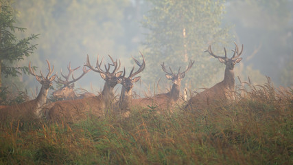 Majestic red deer, cervus elaphus, herd standing on field in morning mist. Group of animals observing on glade in summer fog. Proud mammal with huge antlers watching on field.