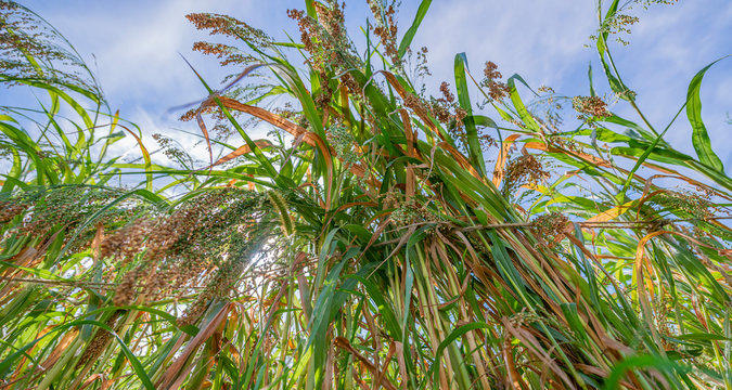 Panicum miliaceum; proso millet on a field