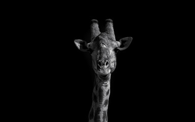Fototapeta na wymiar Moonlight Giraffe