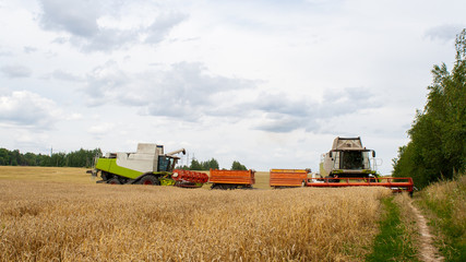 Two combine harvesters harvests ripe wheat in the field, background of the forest and sky with clouds. Collecting seeds of cereals with special equipment on the farm. Banner for site. 